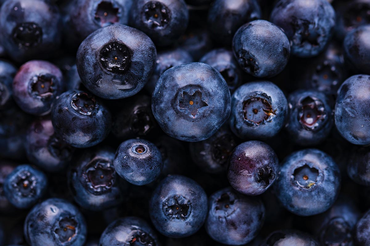 Blueberry_1200x800