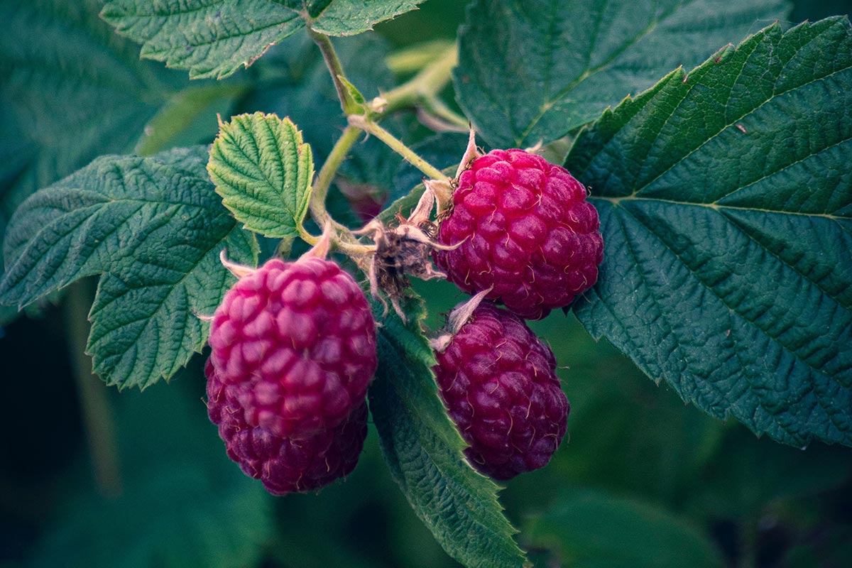 Raspberry_1200x800